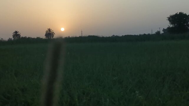 Wild Grass Seed Head in Sharp Focus Swaying Softly Against Blurred Golden Sunset Field, Side Angle View 
