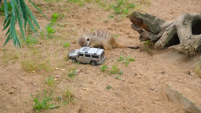Meerkat playing with silver toy suv in sandy enclosure. Animal encounters man-made object in zoo habitat. Curious creature interacts with tiny vehicle model.