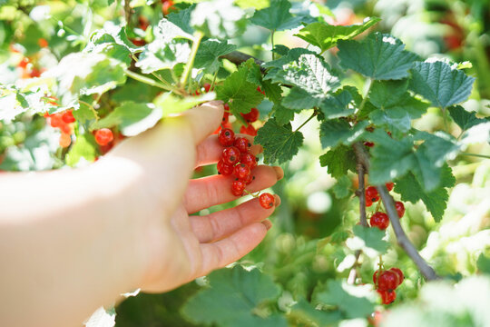 red currant in hand