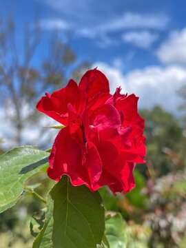 Beautiful red rose blooming in natural garden with soft blue sky background and selective focus