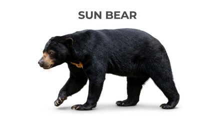 Fototapeta premium A sun bear walking across a white background