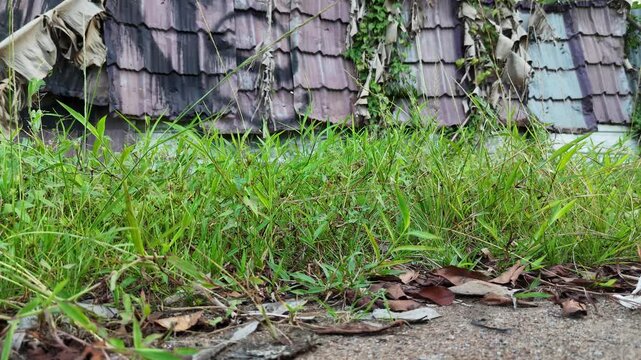 Grass and weeds growing wild in front of a weathered tile fence.