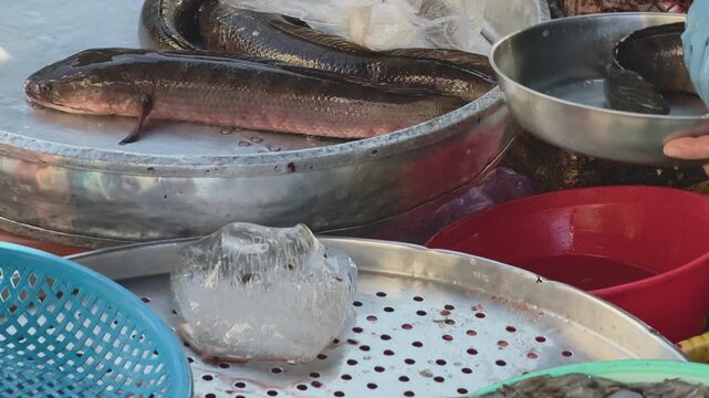 Vendor handling fresh snakehead fish at a traditional wet market