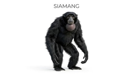 Fototapeta premium Siamang primate with black fur and a prominent throat sac, standing with its arms slightly bent and body hunched