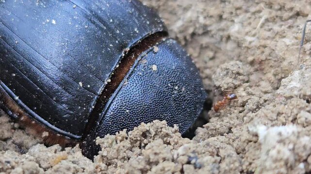 Macro footage of a black bull-headed dung beetle (Onthophagus taurus) partially buried in loose soil, displaying natural burrowing behavior in its habitat. The close-up view highlights intricate body