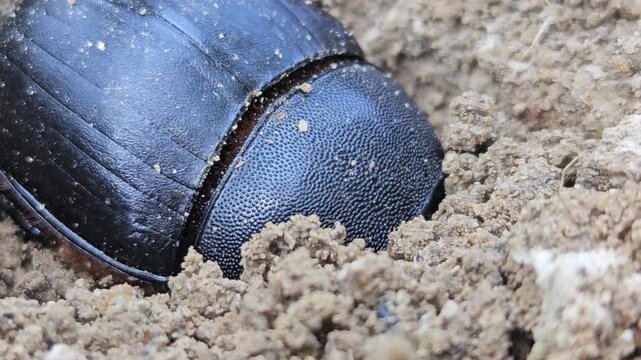 Macro footage of a black bull-headed dung beetle (Onthophagus taurus) partially buried in loose soil, displaying natural burrowing behavior in its habitat. The close-up view highlights intricate body