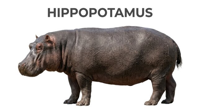 A large hippopotamus standing with its mouth closed and head turned slightly to the left. The word Hippopotamus is displayed above the animal