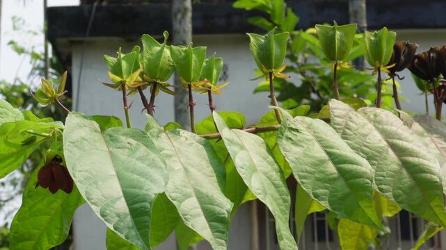 Devin's cotton plant thriving with lush foliage