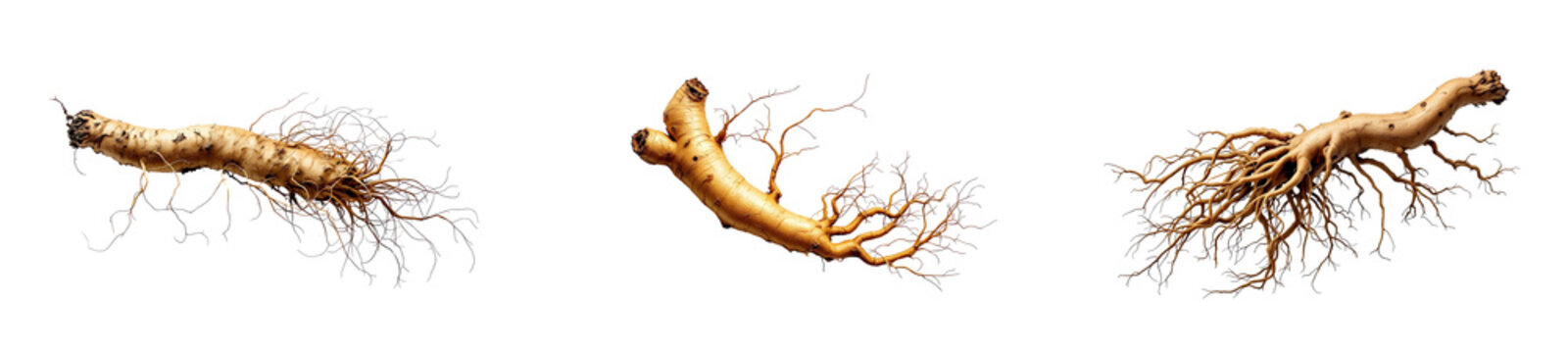 A single, gnarled ginseng root is isolated against a stark on transparent background