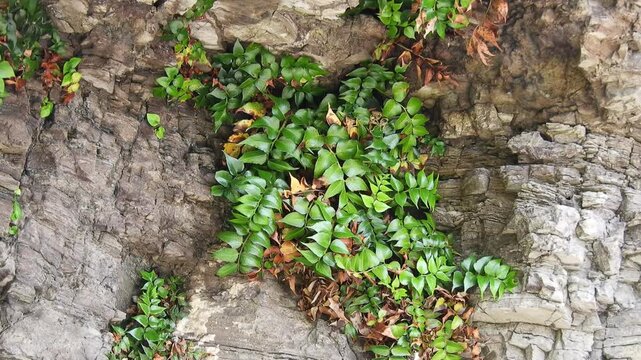 【4K】日本海の岩場に自生する野生のヒメオニヤブソテツ：厳しい潮風に耐えるシダ植物。青森の海岸線に息づく初夏の自然映像素材　[4K] Wild Coastal Fern (Cyrtomium falcatum var. littorale) Blooming on Rocky Coast of Japan Sea, Aomori　撮影日：20260618-1