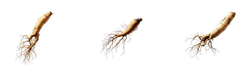 Fototapeta premium A single, gnarled ginseng root is isolated against a stark on transparent background