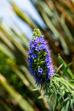 A head of tiny purple flowers on a green leafy stem with blurred background