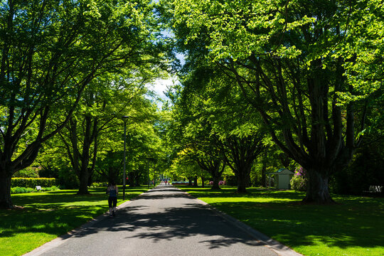 An avenue of shady trees in parkland