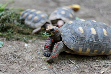 Obraz premium Cute small baby Red-foot Tortoise in the nature,The red-footed tortoise (Chelonoidis carbonarius) is a species of tortoise from northern South America 