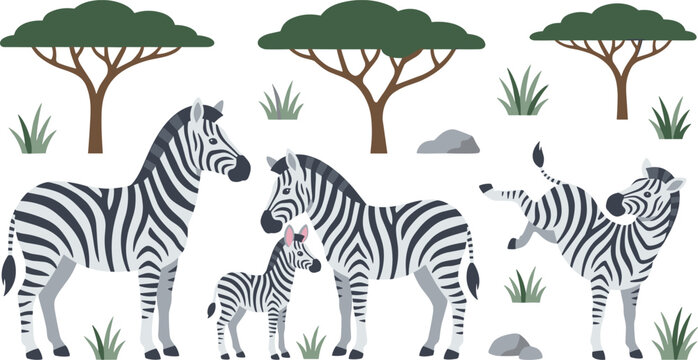 Cute Zebra Herd Vector Illustration Set with Adult and Baby Foal Animals Standing and Kicking in Safari Savanna Nature Environment
