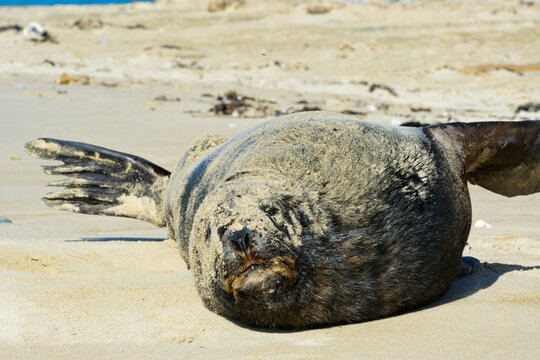 A sea lion, covered in sand resting on the beach and looking at the viewer