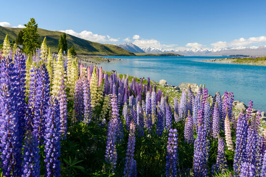 Colourful lupins with a scenic blue lake and snow capped mountain range.