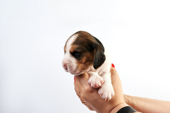 A cute one and a half month old beagle puppy