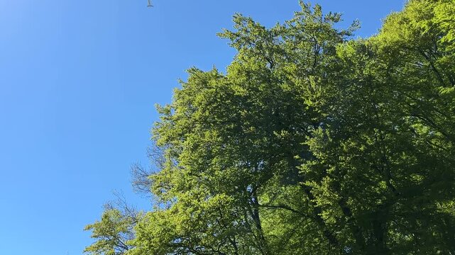 Aircraft flying over Amsterdam Forest park near Schiphol Airport, Netherlands Aircraft flying over Amsterdam Forest
