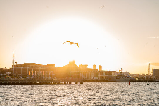 A seagull flies above the water while the sun sets behind the city skyline