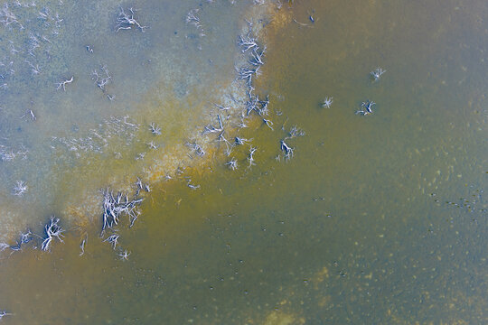 looking down on shallow lake with dead trees and green water on which ducks float