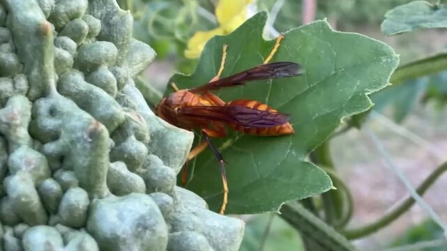 A vibrant orange-yellow paper wasp rests on a green leaf next to a textured, bumpy bitter gourd fruit.