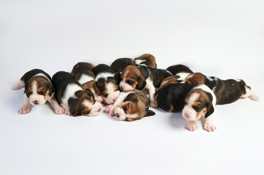 Eleven pieces One and a half month old cute beagle puppy