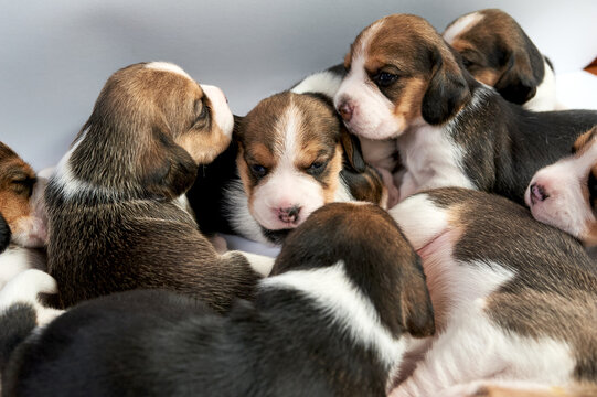 Eleven pieces One and a half month old cute beagle puppy