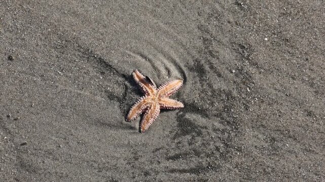 sea star washed up on share at rockaway beach sand starfish seastar small marine animal wildlife new york city queens rockaways sandy shore 