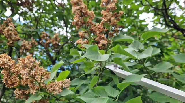 Pruning wilted lilac inflorescences with garden pruners with a long pole. The pruner is designed for pruning high branches. The pruner cuts off withered lilac inflorescences. Metal garden tool