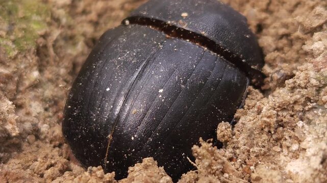 Macro footage of a black bull-headed dung beetle (Onthophagus taurus) partially buried in loose soil, displaying natural burrowing behavior in its habitat. The close-up view highlights intricate body