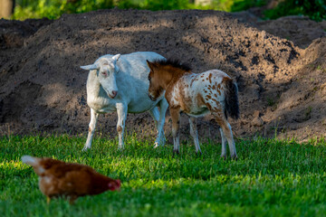 Pferd und Fohlen auf einer Wiese © jsr548