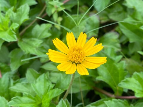 Yellow wedelia flower blooming in the garden with green leaves