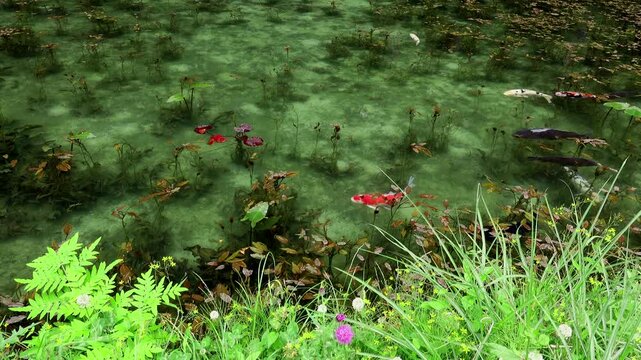 モネの池（名もなき池）