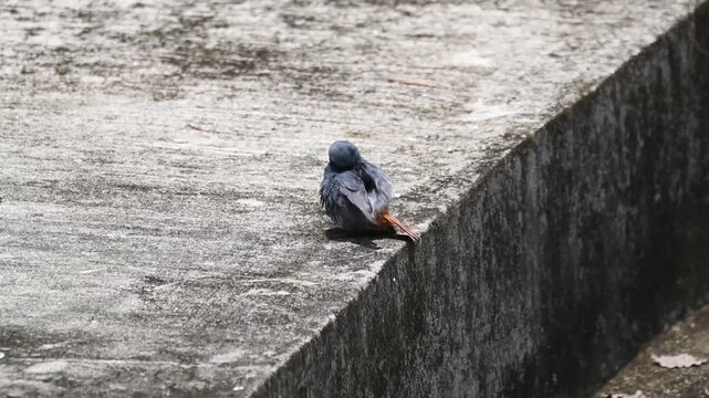 Small wild bird with ruffled feathers and an orange tail resting on a weathered concrete surface, urban wildlife adaptation in the city.