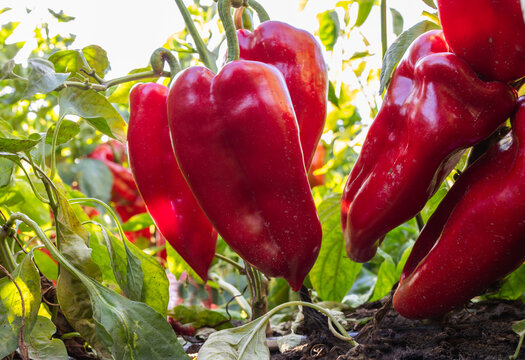 Fresh Red Bell Peppers Growing in the Garden