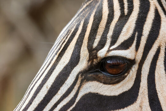 View of a zebra eye and its distinctive black and white striped pattern in the Welgevonden Game Reserve, Waterberg District Municipality, Limpopo, South Africa.