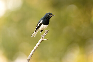 Fototapeta premium black winged magpie robin