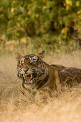Fototapeta premium tiger snarling in the woods