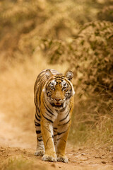 Fototapeta premium tiger walking in the wild
