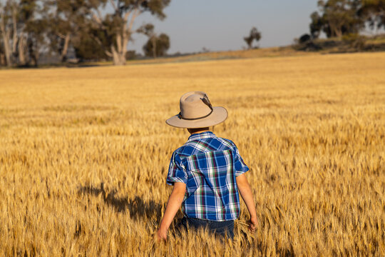 Child in wide‑brimmed hat, blue plaid shirt, walking through golden wheat field