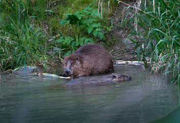 Pair of European beavers swimming and feeding along the Danube river shore in summer © fotofrank