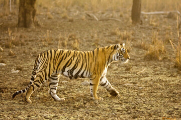 Fototapeta premium bengal tiger panthera