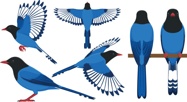 Taiwan Blue Magpie Endemic Bird Character Vector Set Featuring Various Flying Gliding Standing and Perched Poses Graphic Design