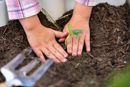 Two hands planting small green seedling into rich soil
