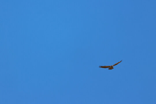 View of a raptor soaring in the clear blue sky above the Welgevonden Game Reserve in Waterberg District Municipality, Limpopo, South Africa.