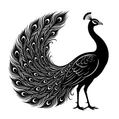 Fototapeta premium A majestic peacock spreads its vibrant tail feathers standing proudly outdoors