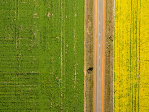 Green Wheat Field And Yellow Canola Field Separated By Farm Road