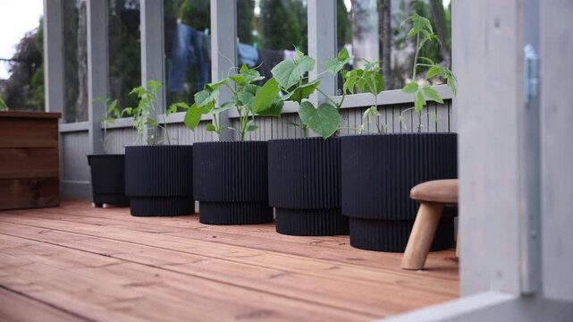 Low angle view inside a compact wooden greenhouse. Five ribbed black planters line cedar decking as young vines climb, tendrils extend, and leaves turn toward light.
