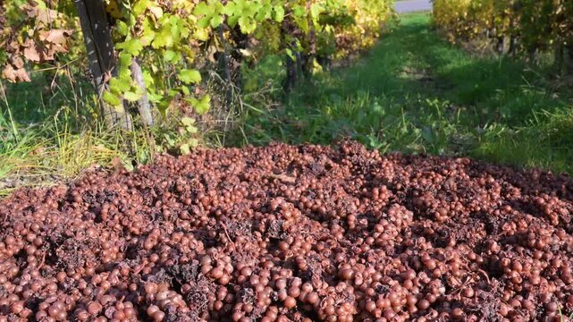 Fungal disease, powdery mildew or gray mold on grapes, botrytis, fruit fly, Moselle vineyard, heat damage, waterlogging, dryness, sunburn and nutrient deficiency